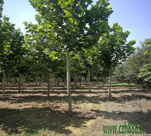 法桐幼苗的養(yǎng)護(hù)方法 法桐幼苗如何過(guò)冬？