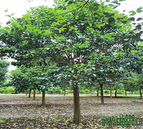 大葉女貞密植如何修剪？ 大葉女貞修剪時(shí)間