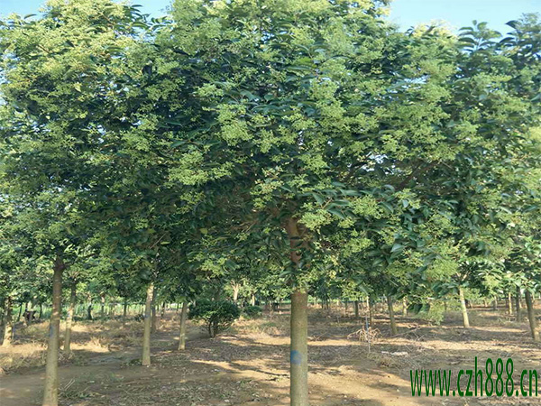 大葉女貞密植如何修剪？ 大葉女貞修剪時(shí)間