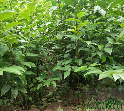 大葉女貞密植如何修剪？ 大葉女貞修剪時(shí)間