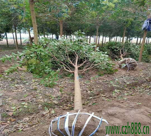 大葉女貞密植如何修剪？ 大葉女貞修剪時(shí)間