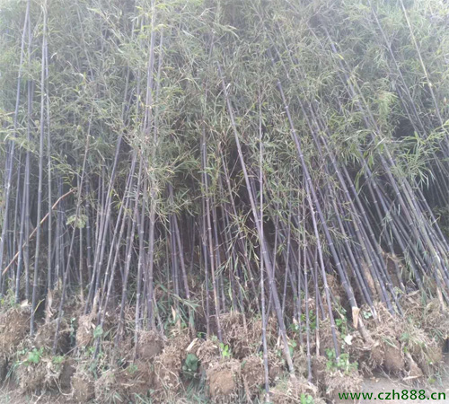 土培紫竹如何種植？ 紫竹種植的注意事項