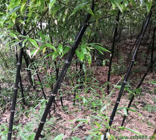 土培紫竹如何種植？ 紫竹種植的注意事項