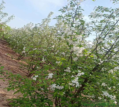 叢生海棠如何培育？ 叢生海棠培育的注意事項