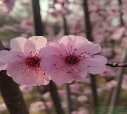 美人梅什么時(shí)候結(jié)果？ 美人梅的養(yǎng)護(hù)技巧