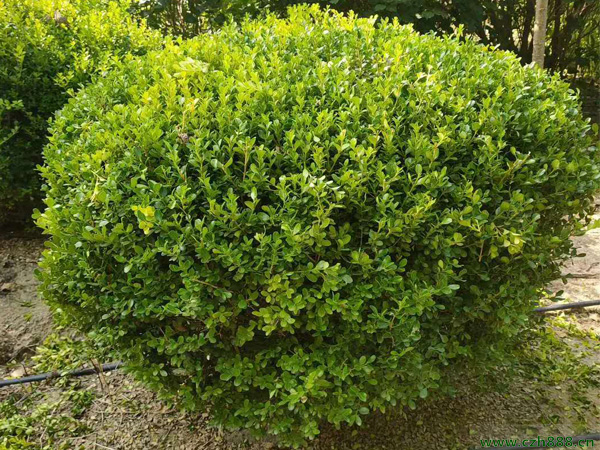 小葉黃楊大樹培養(yǎng)方法 小葉黃楊大樹種植注意事項(xiàng)