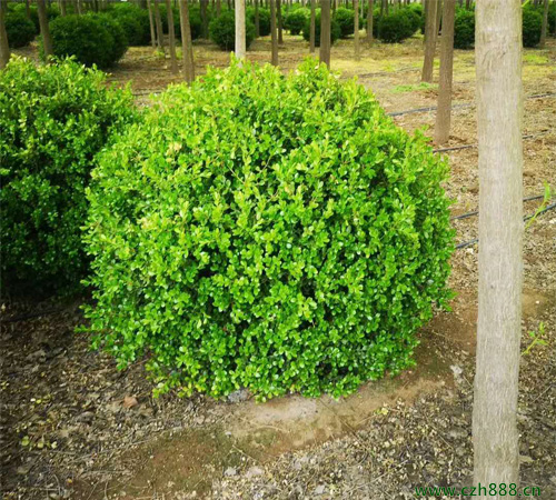 小葉黃楊大樹培養(yǎng)方法 小葉黃楊大樹種植注意事項(xiàng)