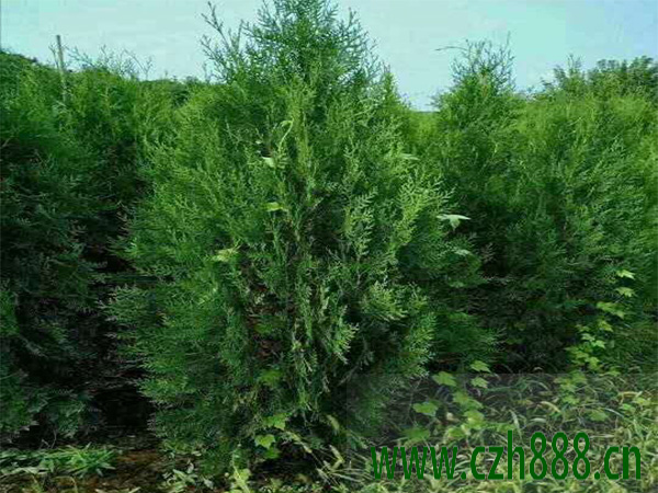 側柏葉好不好養殖？側柏葉養殖方法介紹