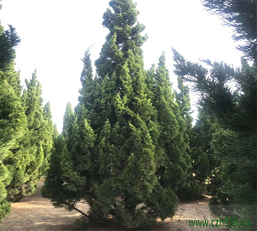 龍柏樹一般什么時候剪枝比較好？