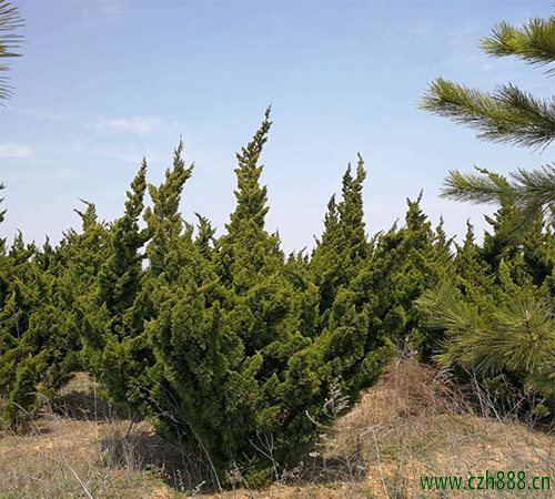 龍柏樹一般什么時候剪枝比較好？