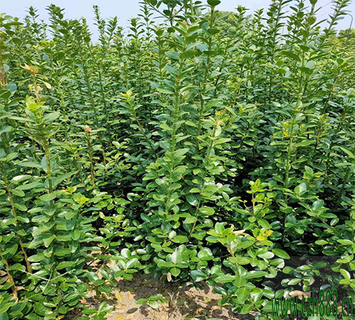 大葉黃楊和小葉黃楊如何區(qū)別? 大葉黃楊的形狀特征