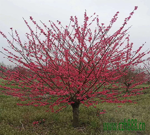紅葉碧桃是喬木還是灌木？ 紅葉碧桃花期是好久？