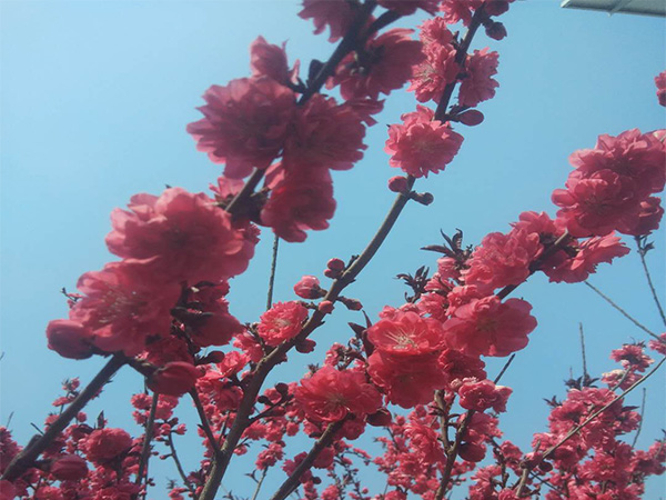 紅葉碧桃是喬木還是灌木？ 紅葉碧桃花期是好久？
