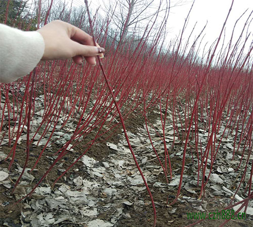 紅瑞木的培養方法和注意事項 紅瑞木的病蟲害防治