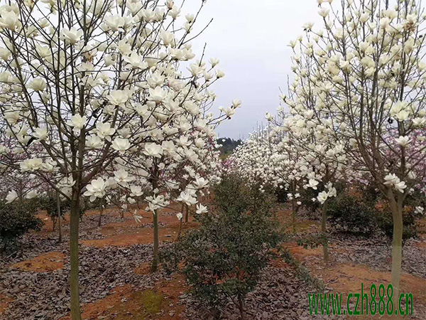 白玉蘭的生長習性  白玉蘭的花期是好久？