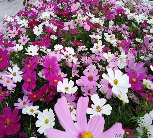 波斯菊什么季節(jié)適合培育？ 培育波斯菊的方法和注意事項(xiàng)