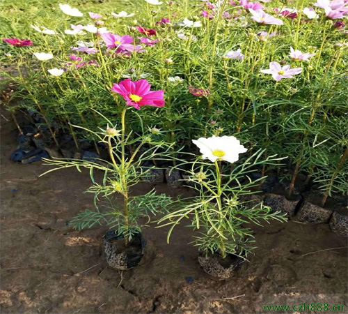 波斯菊什么季節(jié)適合培育？ 培育波斯菊的方法和注意事項(xiàng)