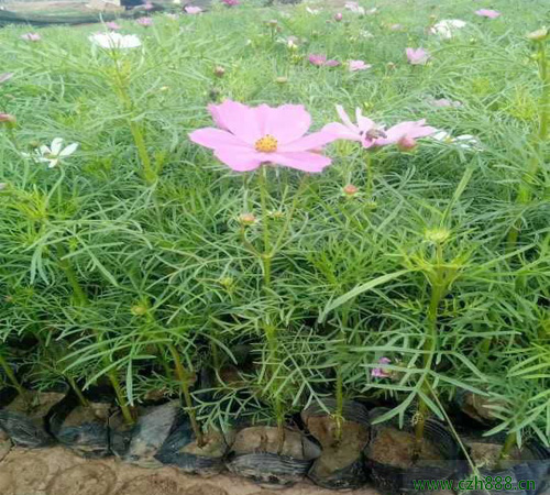 波斯菊什么季節(jié)適合培育？ 培育波斯菊的方法和注意事項(xiàng)