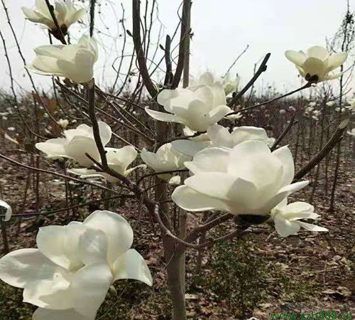 白玉蘭長什么樣子？ 白玉蘭的基本特性