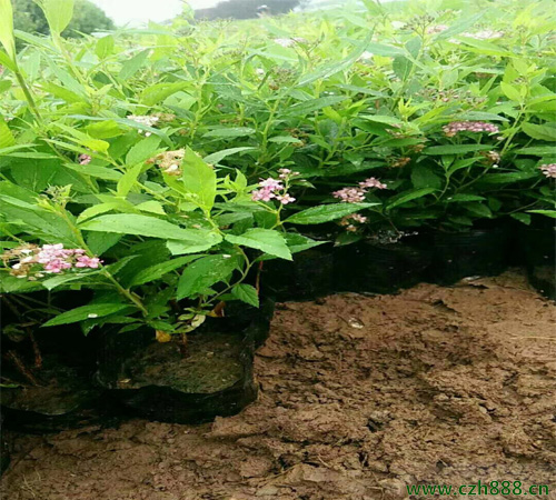 金焰繡線菊的形態(tài)特征  金焰繡線菊的經(jīng)濟(jì)價(jià)值