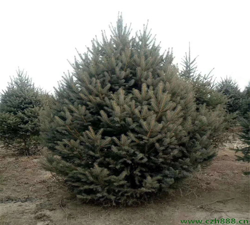 云杉什么時候開花？ 云杉花期在幾月？