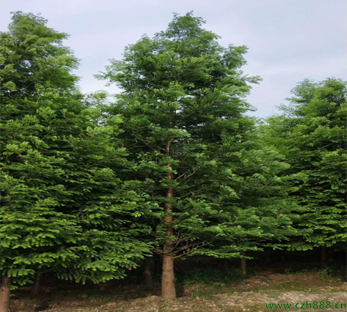 云杉什么時候開花？ 云杉花期在幾月？