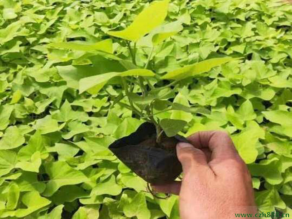 金葉薯養(yǎng)殖方法有哪些？看看金葉薯養(yǎng)殖注意事項