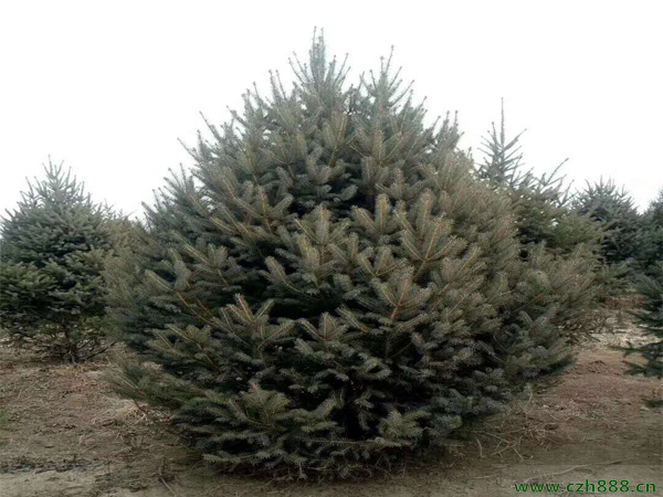 云杉好不好養(yǎng)殖？看看云杉養(yǎng)殖方法