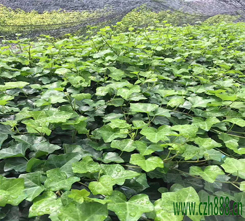 常青藤的養(yǎng)殖方法有哪些?