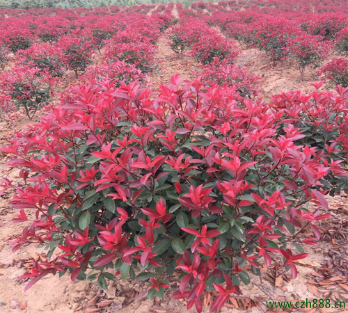 紅葉石楠能開花嗎？ 紅葉石楠幾月開花？