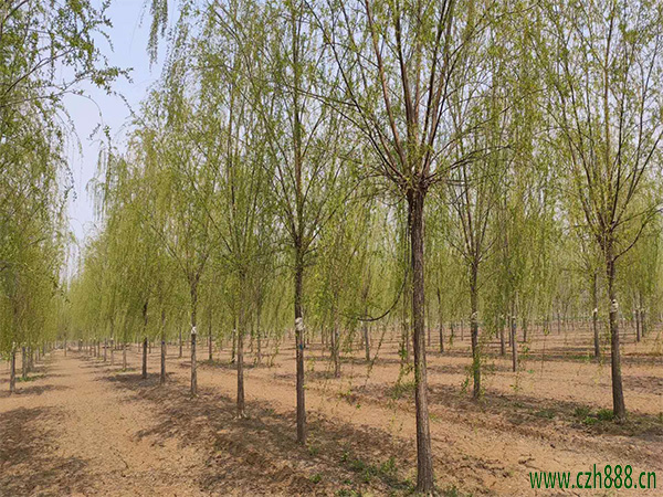 垂柳會(huì)開花嗎？ 垂柳開花在幾月？