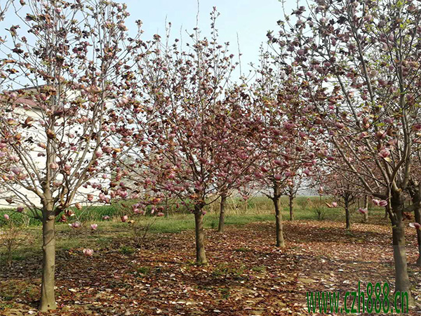 紫玉蘭什么時候開花？ 紫玉蘭開花時間