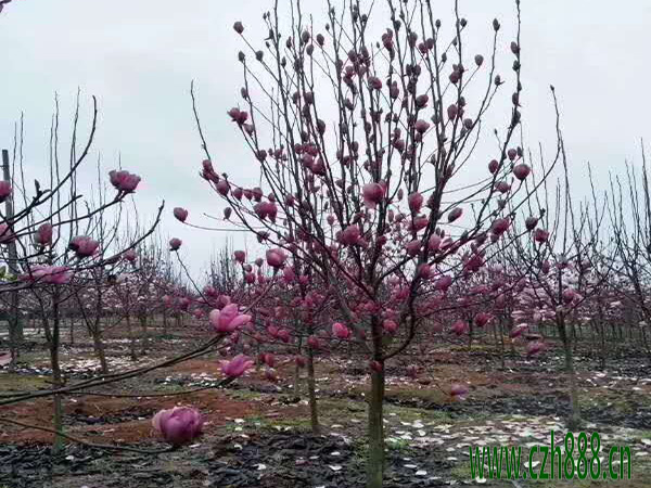 紫玉蘭什么時候開花？ 紫玉蘭開花時間