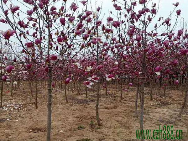 紫玉蘭什么時候開花？ 紫玉蘭開花時間