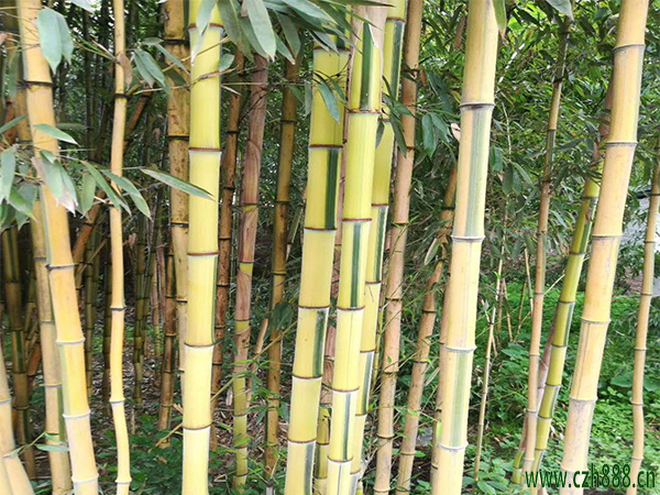 金鑲玉竹如何才能長得更旺盛? 金鑲玉竹養(yǎng)護注意哪些?