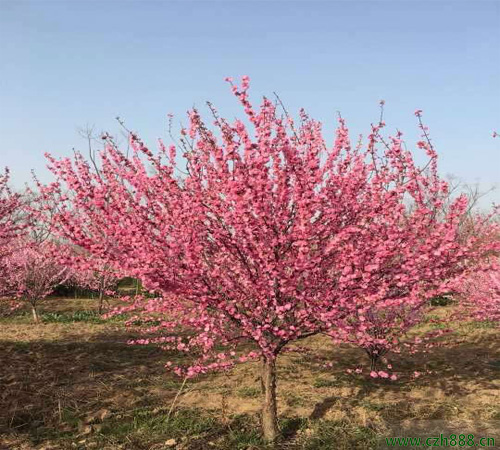 榆葉梅的生長環(huán)境和特點  榆葉梅的藥用價值