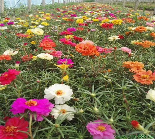 半枝蓮的開花時(shí)間和生長環(huán)境  半枝蓮的種類有哪些？