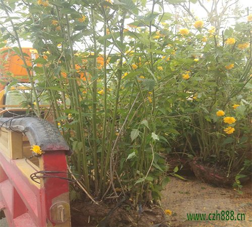 棣棠如何養植？ 棣棠養植的注意事項