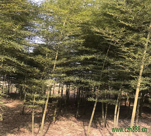 毛竹在哪個(gè)季節(jié)種植合適？ 毛竹種植留意哪幾點(diǎn)？