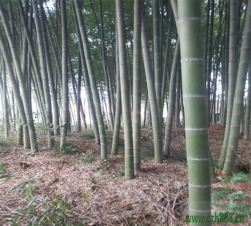 毛竹在哪個(gè)季節(jié)種植合適？ 毛竹種植留意哪幾點(diǎn)？
