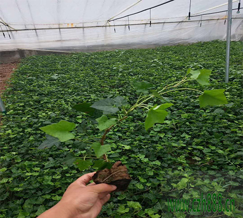 常青藤好不好種植？什么時候分盆最合適