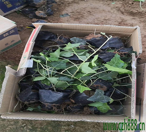 常青藤好不好養護？常青藤澆水時間介紹