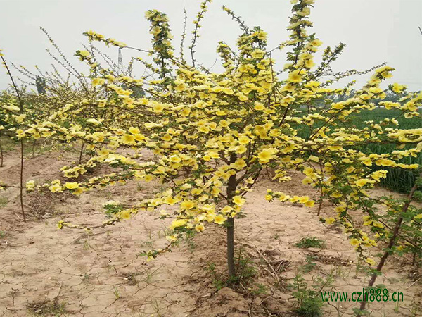 黃刺玫什么季節開花?一起來看看