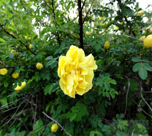 黃刺玫什么季節開花?一起來看看