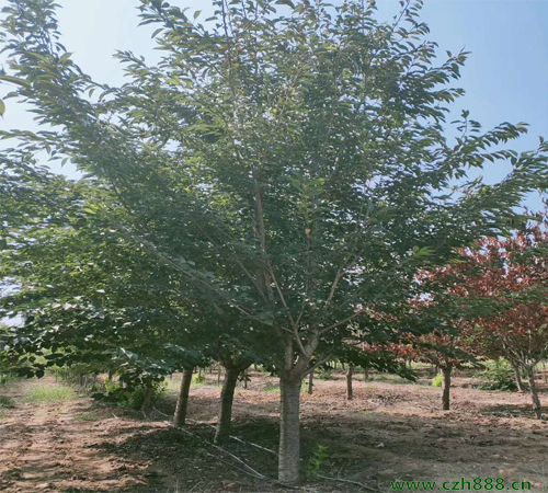 櫻花的養植方法和留意事項 櫻花和花期處理