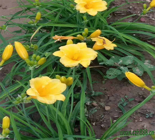 金娃娃萱草種子如何種植? 金娃娃萱草種植方法