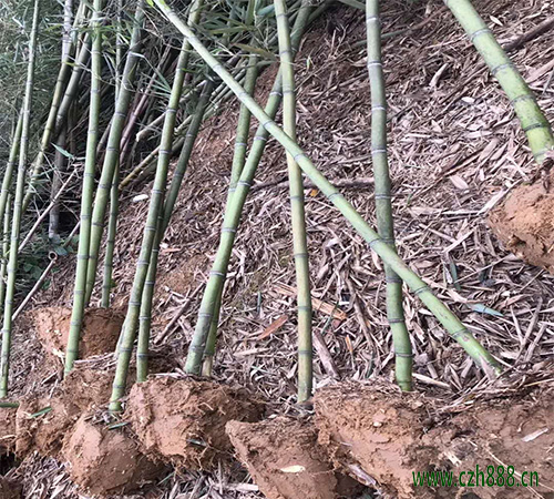 雷竹產(chǎn)量高不高?雷竹一般畝產(chǎn)量多少