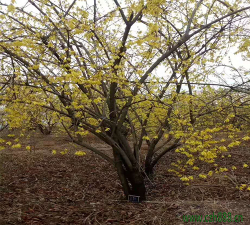 連翹樹一般施肥最佳時間介紹