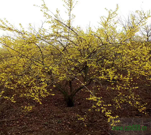 連翹樹一般施肥最佳時間介紹