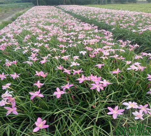 蔥蘭的種植方法  蔥蘭適合什么時(shí)間種植？